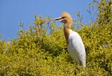 Cattle Egret